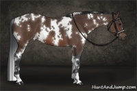Horse Color:White Spotted Bay 