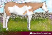 Horse Color:Silver Bay Dun Splash Frame 