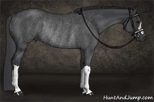 Horse Color:Blue Roan Rabicano