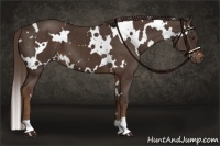 Horse Color:White Spotted Liver Chestnut 