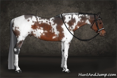 Horse Color:White Spotted Brown 
