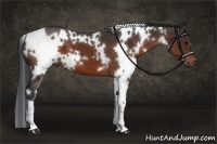 Horse Color:White Spotted Brown