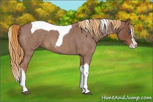 Horse Color:Red Roan Splash Tobiano