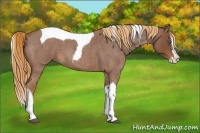 Horse Color:Red Roan Splash Tobiano 