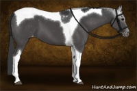 Horse Color:Black Sabino Tobiano Appaloosa 
