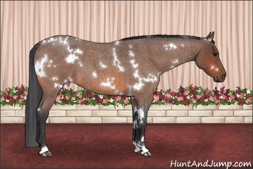 Horse Color:White Spotted Bay Roan 