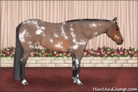 Horse Color:White Spotted Bay Roan
