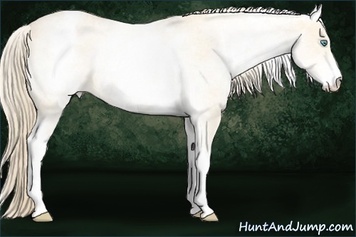 Horse Color:White Spotted Perlino Roan