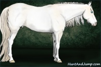 Horse Color:White Spotted Perlino Roan