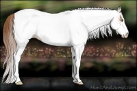 Horse Color:White Spotted Brown Pearl 