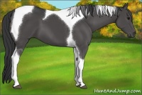 Horse Color:Black Sabino Tobiano 