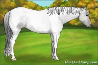 Horse Color:Black Tobiano Blanket 