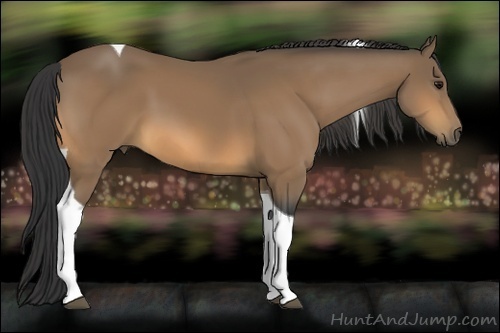 Horse Color:Buckskin Tobiano 