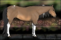 Horse Color:Buckskin Tobiano