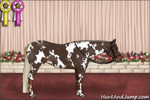 Horse Color:White Spotted Liver Chestnut 