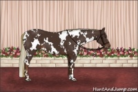 Horse Color:White Spotted Liver Chestnut 
