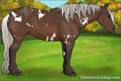Horse Color:White Spotted Silver Brown 