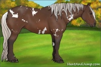 Horse Color:White Spotted Silver Brown 