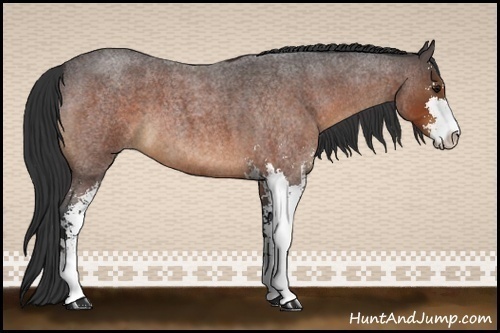 Horse Color:Brown Roan Sabino 