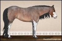 Horse Color:Brown Roan Sabino 