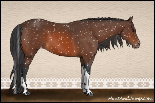 Horse Color:Bay Appaloosa 