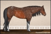 Horse Color:Bay Appaloosa 