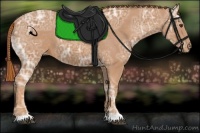 Horse Color:Chestnut Ice Appaloosa 