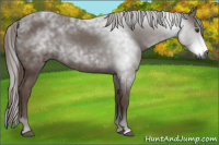 Horse Color:Gray Chestnut 