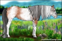 Horse Color:White Spotted Bay 