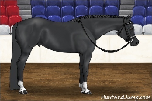 Horse Color:Black Chinchilla 