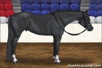 Horse Color:Black Chinchilla 