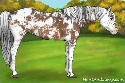 Horse Color:Buckskin Sabino 