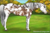 Horse Color:Buckskin Sabino