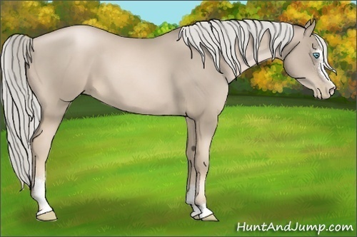 Horse Color:Chocolate Palomino Pearl Sabino 