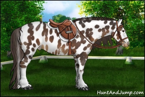 Horse Color:White Spotted Liver Chestnut Appaloosa 