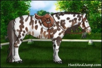 Horse Color:White Spotted Liver Chestnut Leopard 