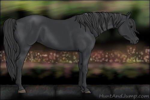 Horse Color:Black 
