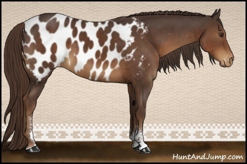 Horse Color:Liver Chestnut Sabino Appaloosa 
