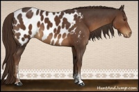 Horse Color:Liver Chestnut Sabino Appaloosa 