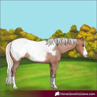 Horse Color:Silver Bay Snowcap Rabicano 