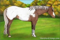 Horse Color:Silver Bay Appaloosa Rabicano 