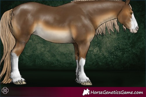 Horse Color:White Spotted Chocolate Palomino 
