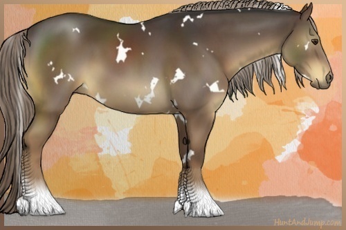 Horse Color:White Spotted Liver Chestnut