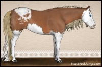Horse Color:Chestnut Splash Appaloosa