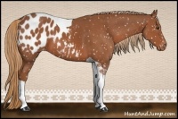 Horse Color:Chestnut Tobiano Appaloosa 