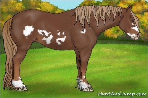 Horse Color:Chestnut Frame