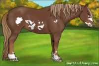 Horse Color:Chestnut Frame 