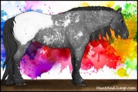 Horse Color:Blue Roan Appaloosa