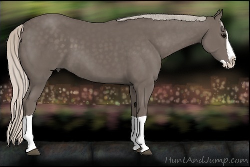 Horse Color:Silver Black Splash