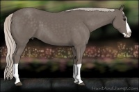 Horse Color:Silver Black Splash